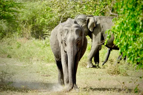 Sfondo Elefante 4K · animals · 3840×2560