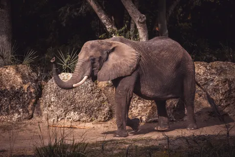 Olifant 4K-achtergrond · animals · 3840×2560