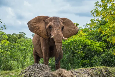 Sfondo Elefante 4K · animals · 3840×2560