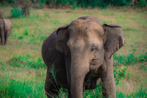 Elephant 4K Wallpaper · animals · 3840×2560