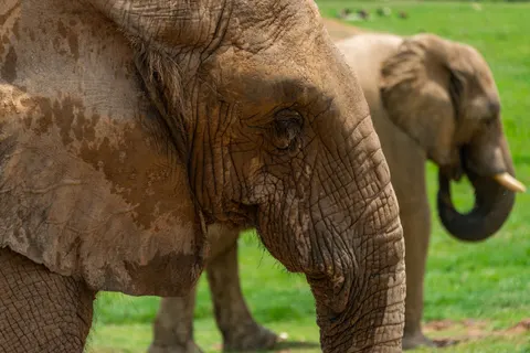 Elephant 4K Wallpaper · animals · 3840×2563