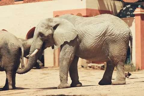 Tapeta Słoń 4K · animals · 3840×2560