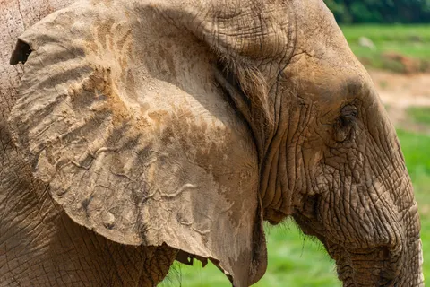 Elephant 4K Wallpaper · animals · 3840×2563