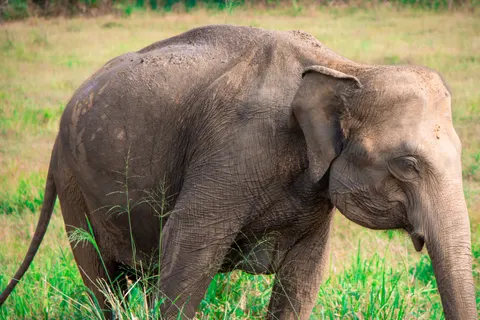 Papel de parede Elefante 4K · animals · 3840×2560