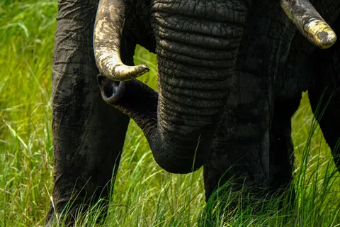 Elephant 4K Wallpaper · animals · 3840×2560