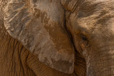 Wallpaper Gajah 4K · animals · 3840×2563