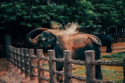 Elephant 4K Wallpaper · animals · 3840×2560