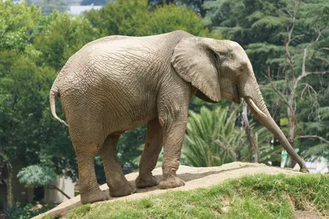 Elefant 4K Hintergrundbild · animals · 3840×2560