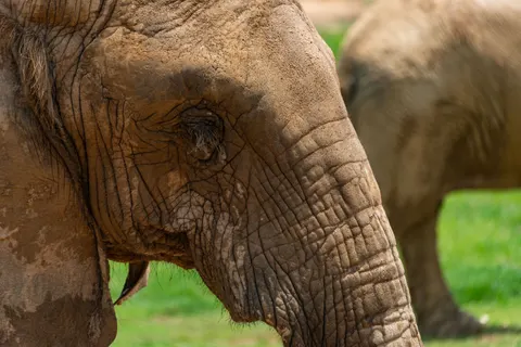 Sfondo Elefante 4K · animals · 3840×2563