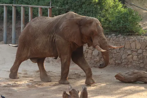 Wallpaper Gajah 4K · animals · 3840×2560
