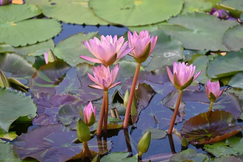 Обои Кувшинка 4K · flowers · 3840×2563