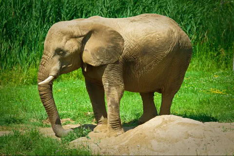 Elephant 4K Wallpaper · animals · 3840×2560
