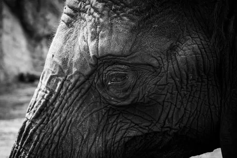 Fondo de pantalla Elefante 4K · animals · 3840×2560