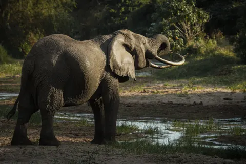 Elephant 4K Wallpaper · animals · 3840×2560