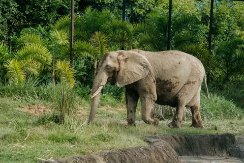 Elephant 4K Wallpaper · animals · 3840×2560