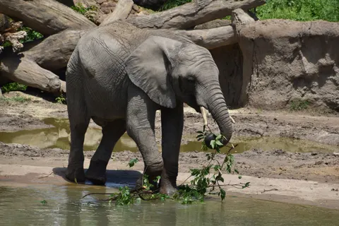 Elephant 4K Wallpaper · animals · 3840×2560