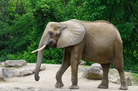 Elephant 4K Wallpaper · animals · 3840×2537