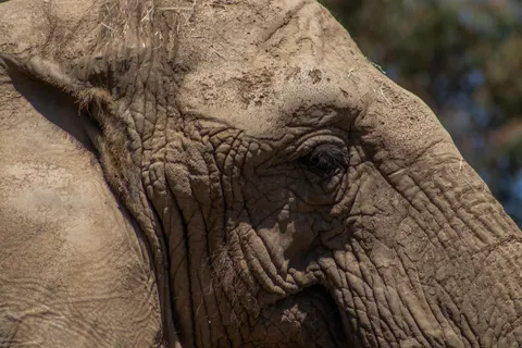 Elephant 4K Wallpaper · animals · 3840×2560