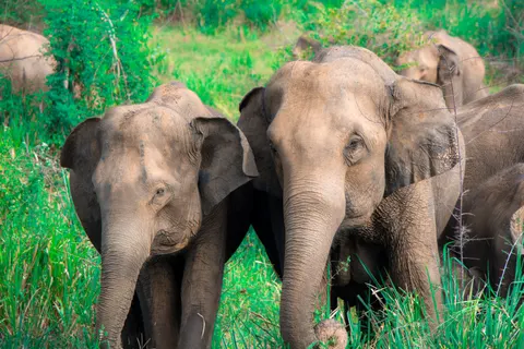 Elephant 4K Wallpaper · animals · 3840×2560