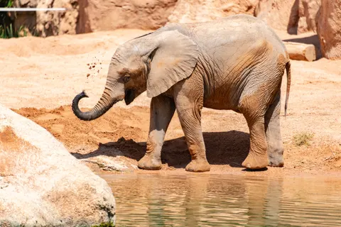 Elephant 4K Wallpaper · animals · 3840×2563