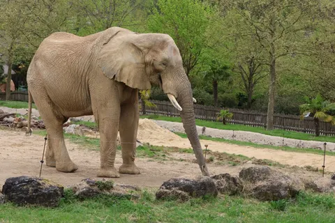 Elephant 4K Wallpaper · animals · 3840×2560