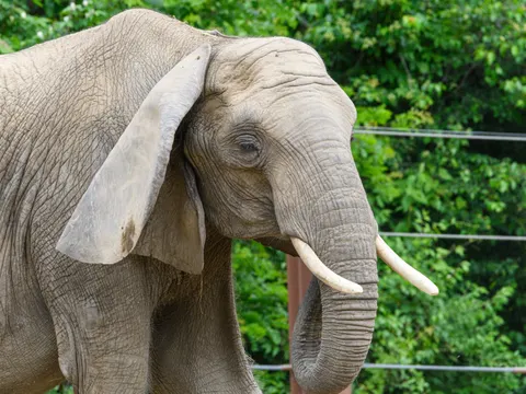 Elephant 4K Wallpaper · animals · 3840×2880