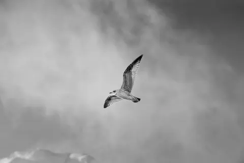 Eagle 4K Wallpaper · animals · 3840×2560