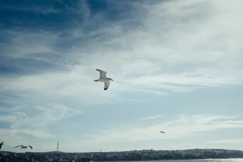 Adler 4K Hintergrundbild · animals · 3840×2560