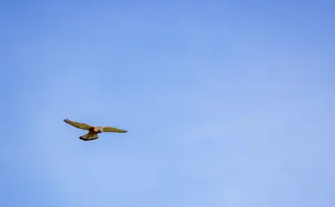 Eagle 4K Wallpaper · animals · 3840×2377