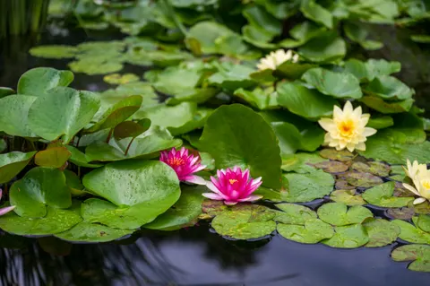 والپیپر نیلوفر آبی با کیفیت 4K · flowers · 3840×2555