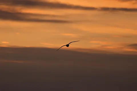 Wallpaper Elang 4K · animals · 3840×2560