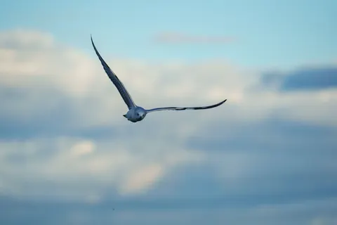 चील 4K वॉलपेपर · animals · 3840×2560