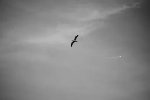 Adler 4K Hintergrundbild · animals · 3840×2560