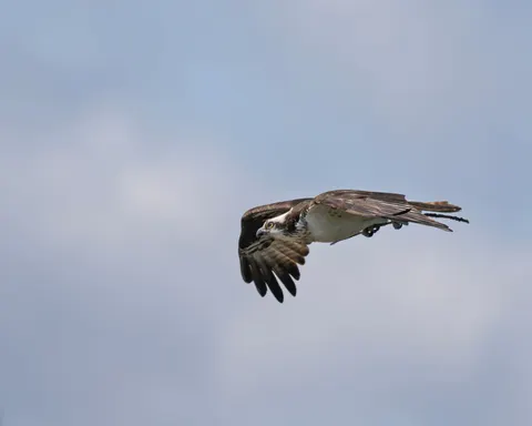 Eagle 4K Wallpaper · animals · 3840×3072