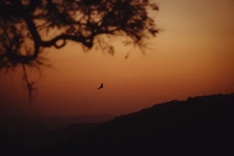 Eagle 4K Wallpaper · animals · 3840×2563