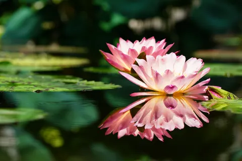 Обои Кувшинка 4K · flowers · 3840×2560