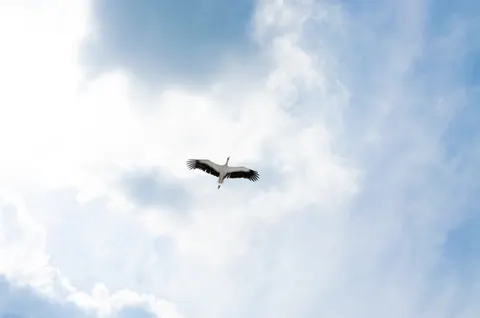 Fond d'écran Aigle 4K · animals · 3840×2543