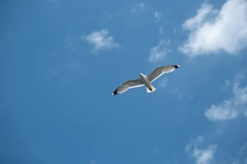 Eagle 4K Wallpaper · animals · 3840×2560