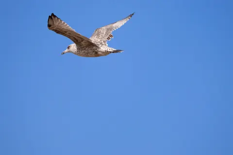 Eagle 4K Wallpaper · animals · 3840×2560