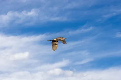 Eagle 4K Wallpaper · animals · 3840×2560