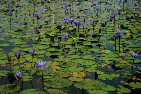 Hình nền Hoa Súng 4K · flowers · 3840×2560
