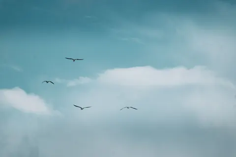 Wallpaper Elang 4K · animals · 3840×2560