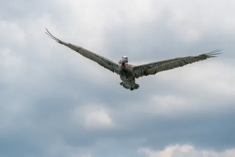 والپیپر عقاب با کیفیت 4K · animals · 3840×2560