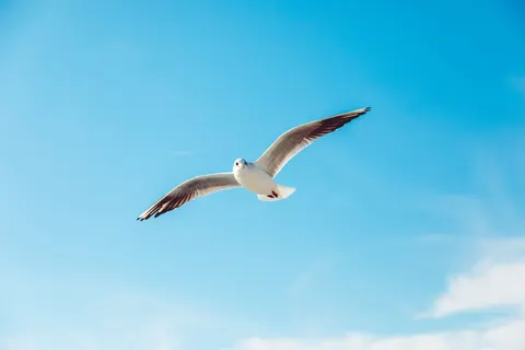 Papel de parede Águia 4K · animals · 3840×2560