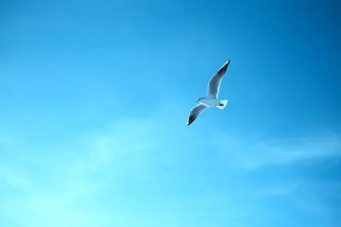 Fondo de pantalla Águila 4K · animals · 3840×2560
