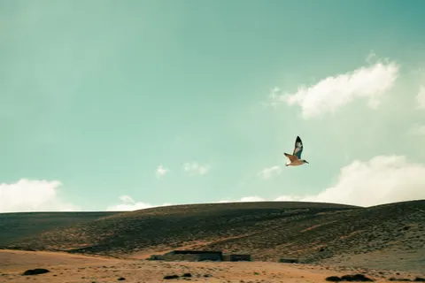 خلفية نسر بدقة 4K · animals · 3840×2561