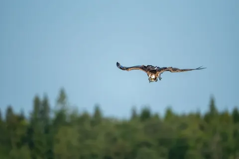 Fondo de pantalla Águila 4K · animals · 3840×2560