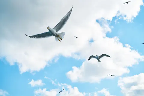 Wallpaper Elang 4K · animals · 3840×2561