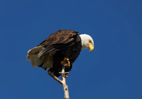 Eagle 4K Wallpaper · animals · 3840×2669