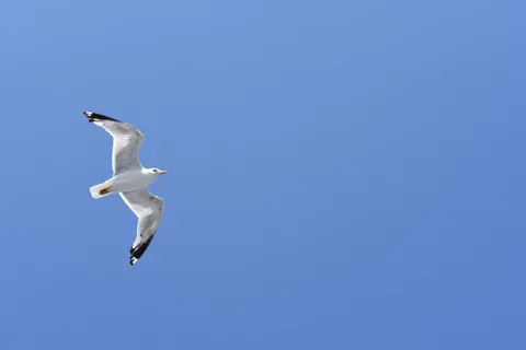 ワシ 4K壁紙 · animals · 3840×2560